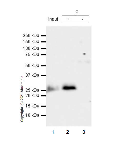 Immunoprecipitation - Anti-mtTFA antibody [RM1035] - Mitochondrial Marker (AB307302), expandable thumbnail