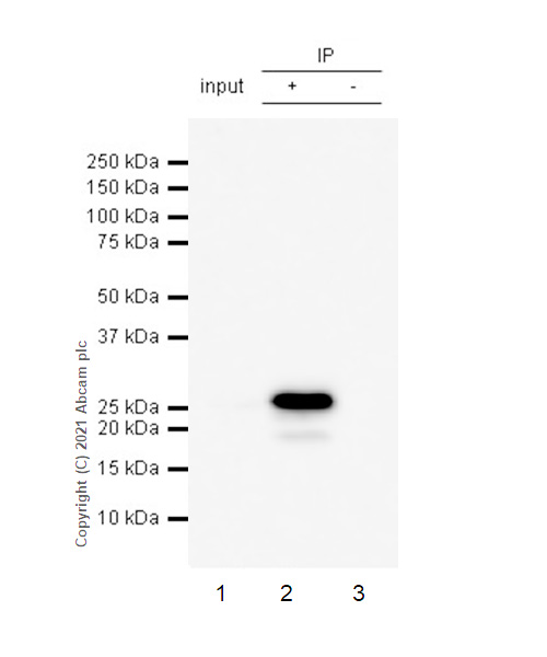 Immunoprecipitation - Anti-mtTFA antibody [RM1035] - Mitochondrial Marker (AB307302), expandable thumbnail
