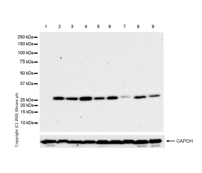 Western blot - Anti-mtTFA antibody [RM1035] - Mitochondrial Marker (AB307302), expandable thumbnail