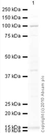 Western blot - Anti-MTTP/MTP antibody (AB75316)