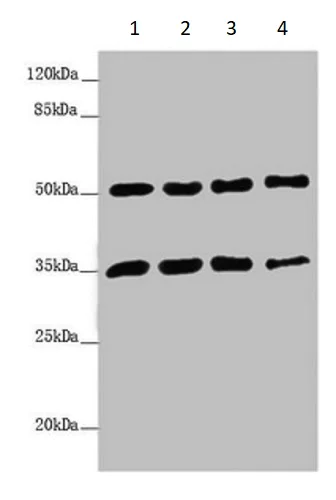 Western blot - Anti-MTX1/MTX antibody (AB234663)