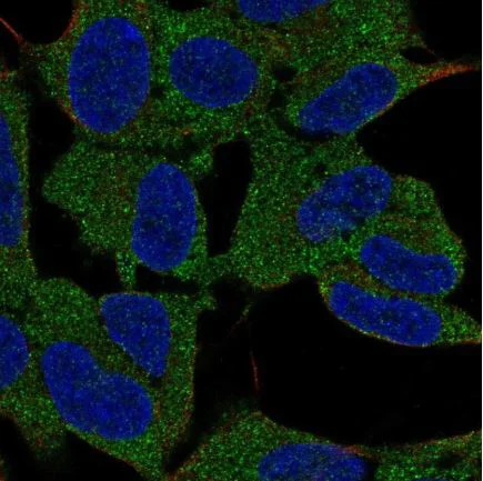 Immunocytochemistry/ Immunofluorescence - Anti-mu Crystallin antibody (AB220085)