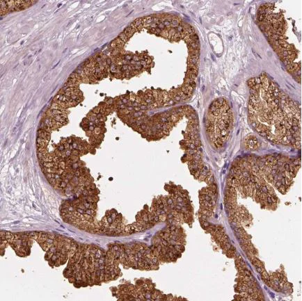 Immunohistochemistry (Formalin/PFA-fixed paraffin-embedded sections) - Anti-mu Crystallin antibody (AB220085)
