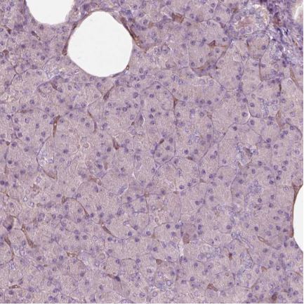 Immunohistochemistry (Formalin/PFA-fixed paraffin-embedded sections) - Anti-mu Crystallin antibody (AB220085)