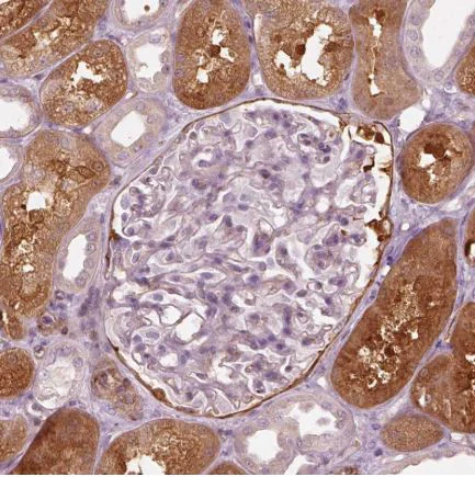 Immunohistochemistry (Formalin/PFA-fixed paraffin-embedded sections) - Anti-mu Crystallin antibody (AB220085)