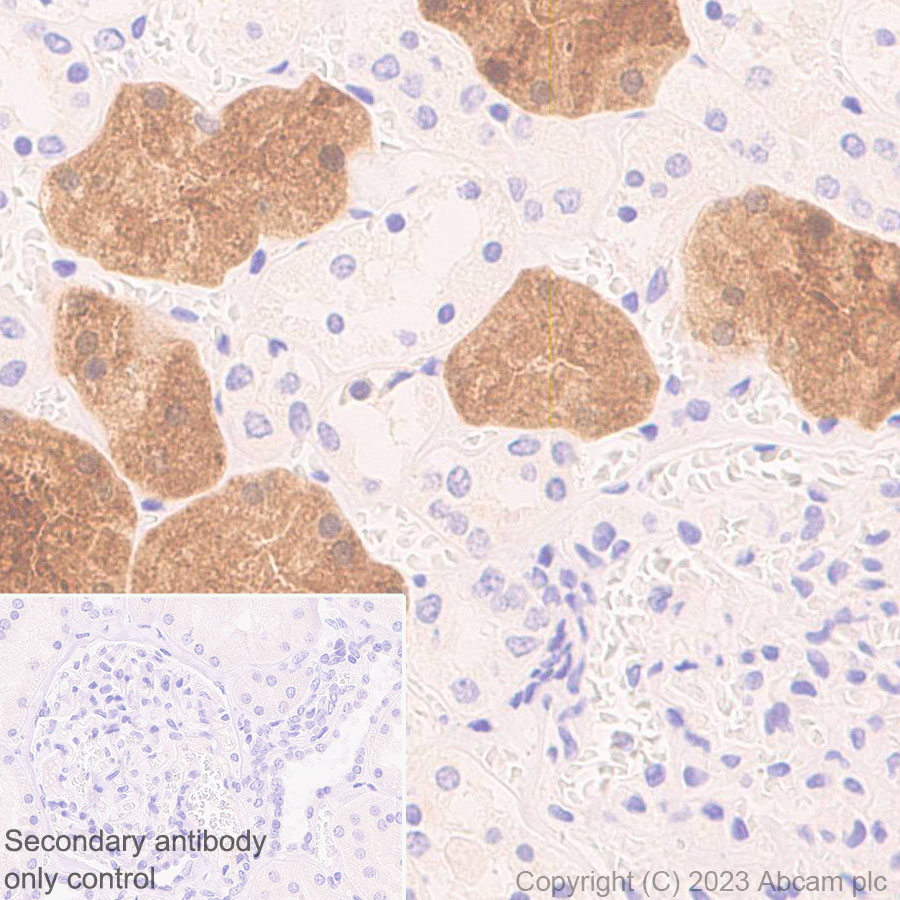Immunohistochemistry (Formalin/PFA-fixed paraffin-embedded sections) - Anti-mu Crystallin antibody [EPR28406-56] (ab314876), expandable thumbnail