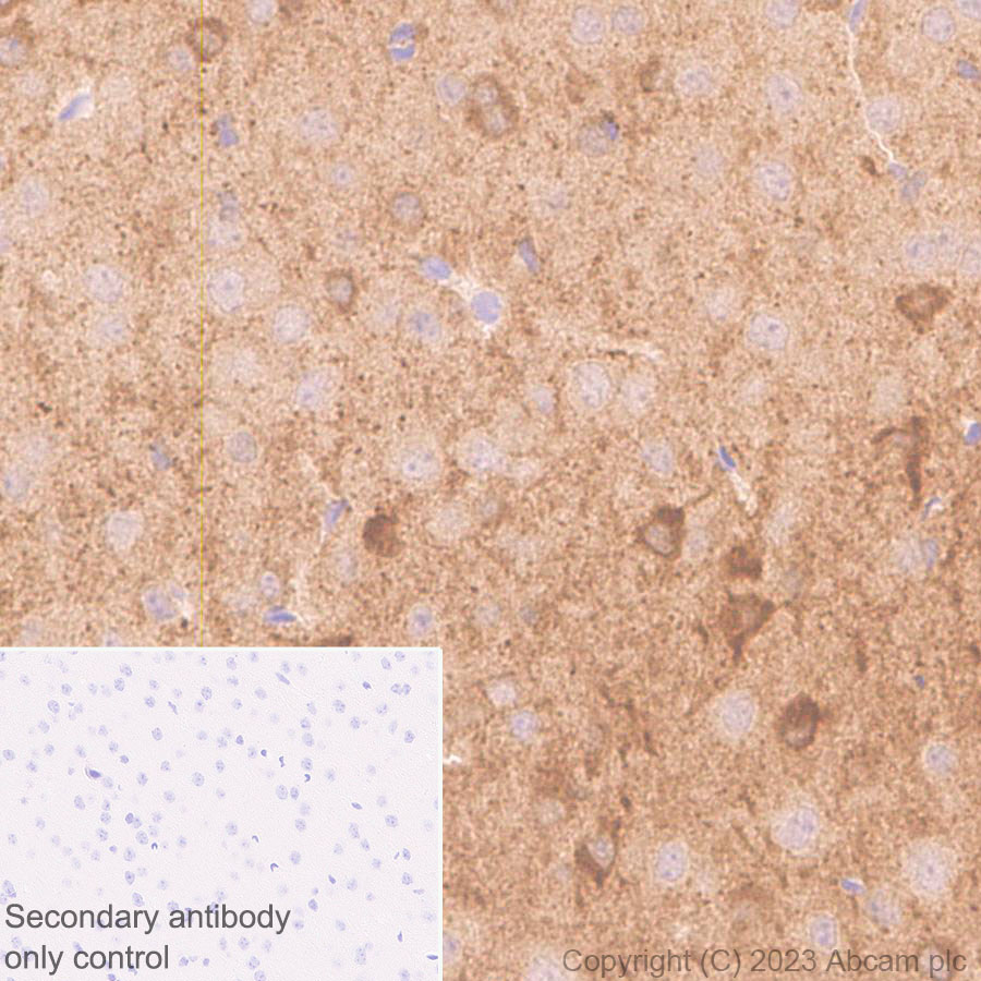 Immunohistochemistry (Formalin/PFA-fixed paraffin-embedded sections) - Anti-mu Crystallin antibody [EPR28406-56] (ab314876), expandable thumbnail