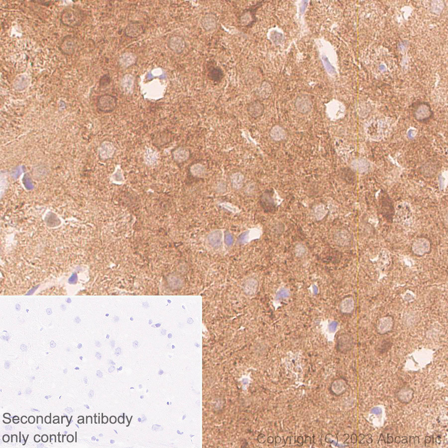 Immunohistochemistry (Formalin/PFA-fixed paraffin-embedded sections) - Anti-mu Crystallin antibody [EPR28406-56] (ab314876), expandable thumbnail