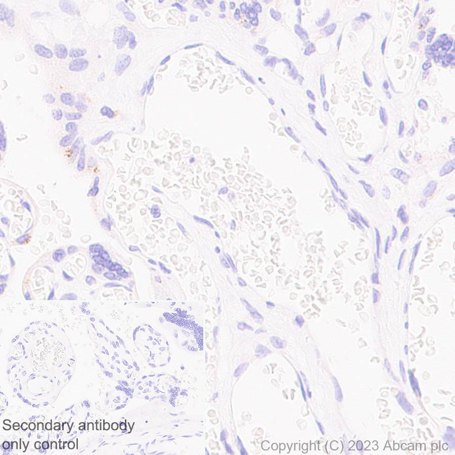 Immunohistochemistry (Formalin/PFA-fixed paraffin-embedded sections) - Anti-mu Crystallin antibody [EPR28406-56] (AB314876), expandable thumbnail