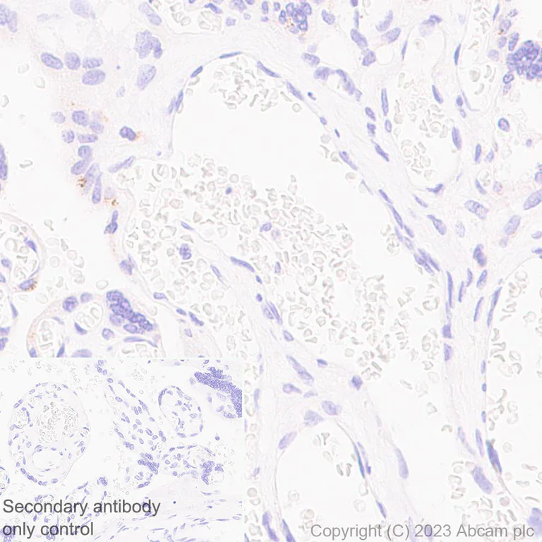 Immunohistochemistry (Formalin/PFA-fixed paraffin-embedded sections) - Anti-mu Crystallin antibody [EPR28406-56] (AB314876)