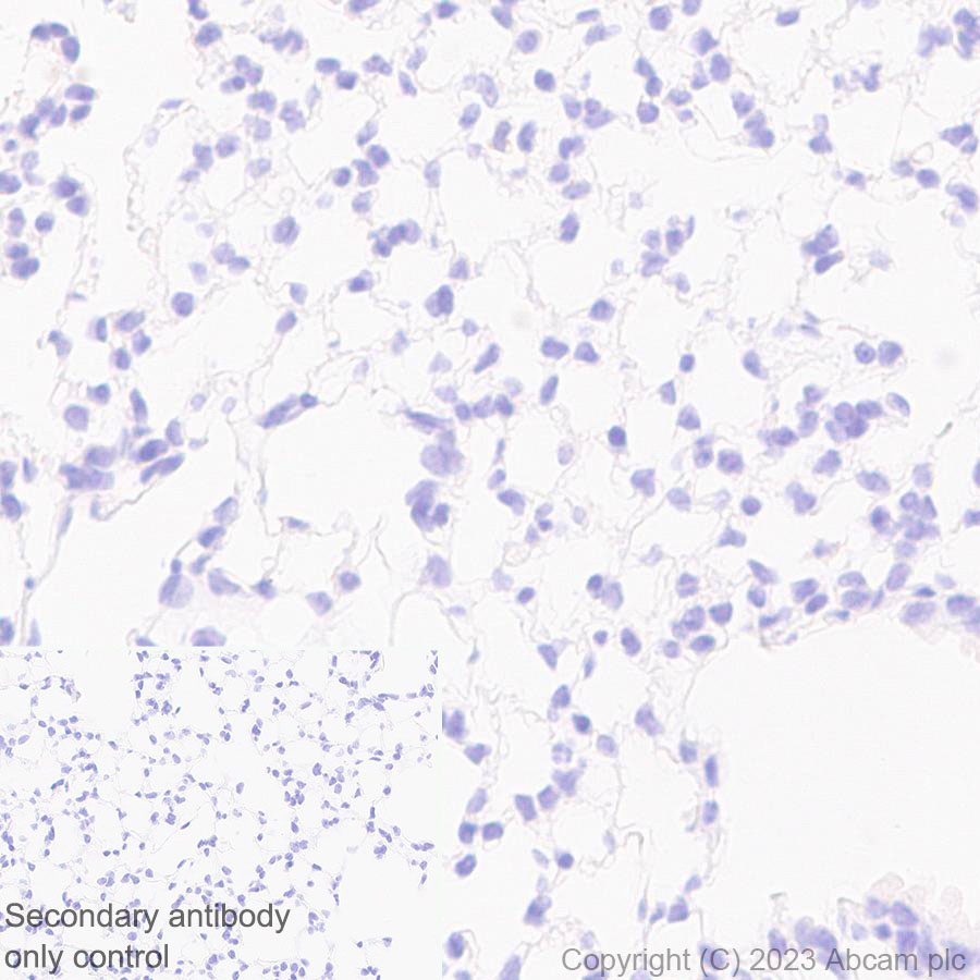 Immunohistochemistry (Formalin/PFA-fixed paraffin-embedded sections) - Anti-mu Crystallin antibody [EPR28406-56] (AB314876), expandable thumbnail
