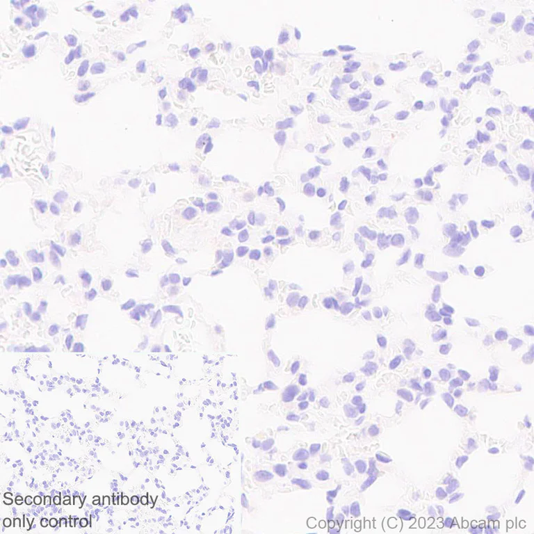 Immunohistochemistry (Formalin/PFA-fixed paraffin-embedded sections) - Anti-mu Crystallin antibody [EPR28406-56] (AB314876)