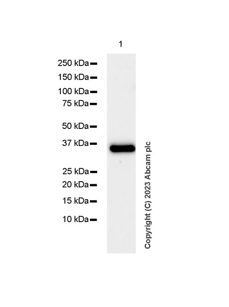 Western blot - Anti-mu Crystallin antibody [EPR28406-56] (ab314876), expandable thumbnail