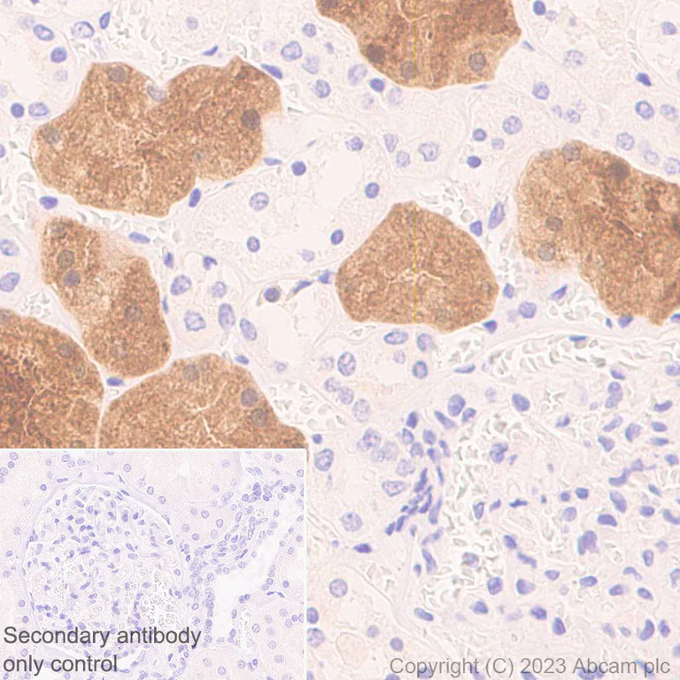 Immunohistochemistry (Formalin/PFA-fixed paraffin-embedded sections) - Anti-mu Crystallin antibody [EPR28406-56] - BSA and Azide free (AB314877)