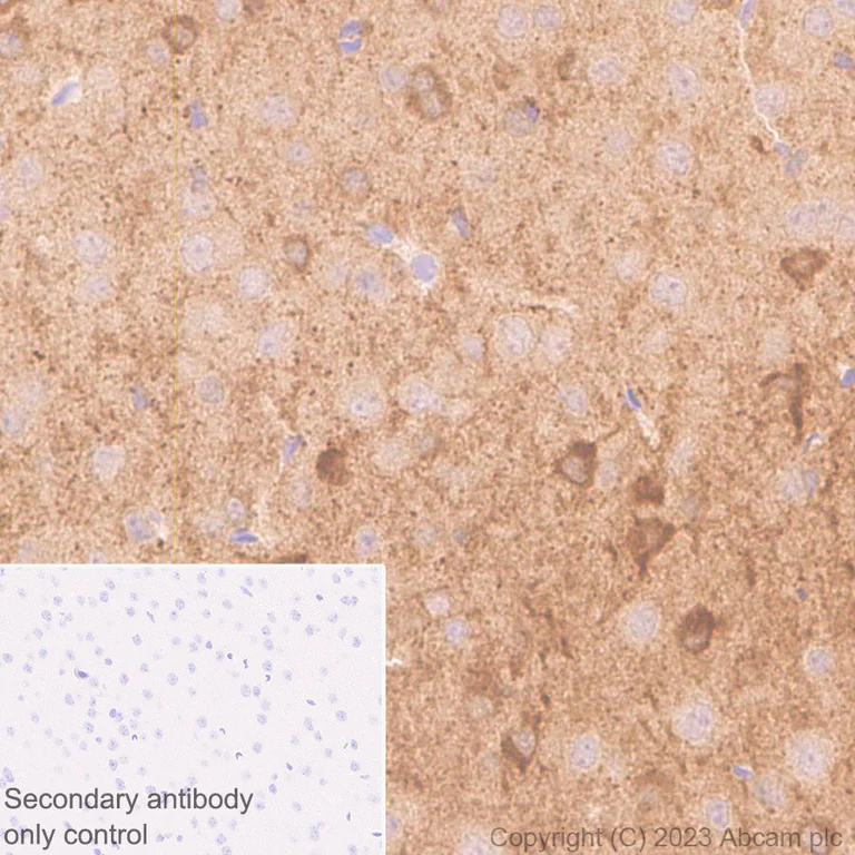 Immunohistochemistry (Formalin/PFA-fixed paraffin-embedded sections) - Anti-mu Crystallin antibody [EPR28406-56] - BSA and Azide free (AB314877)