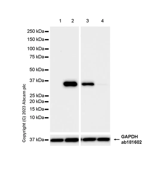 Western blot - Anti-mu Crystallin antibody [EPR28406-56] - BSA and Azide free (AB314877)