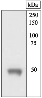 Western blot - Anti-Mu Opioid Receptor antibody (AB17934)