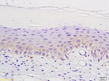 Immunohistochemistry (Formalin/PFA-fixed paraffin-embedded sections) - Anti-Mu Opioid Receptor antibody (AB217766)