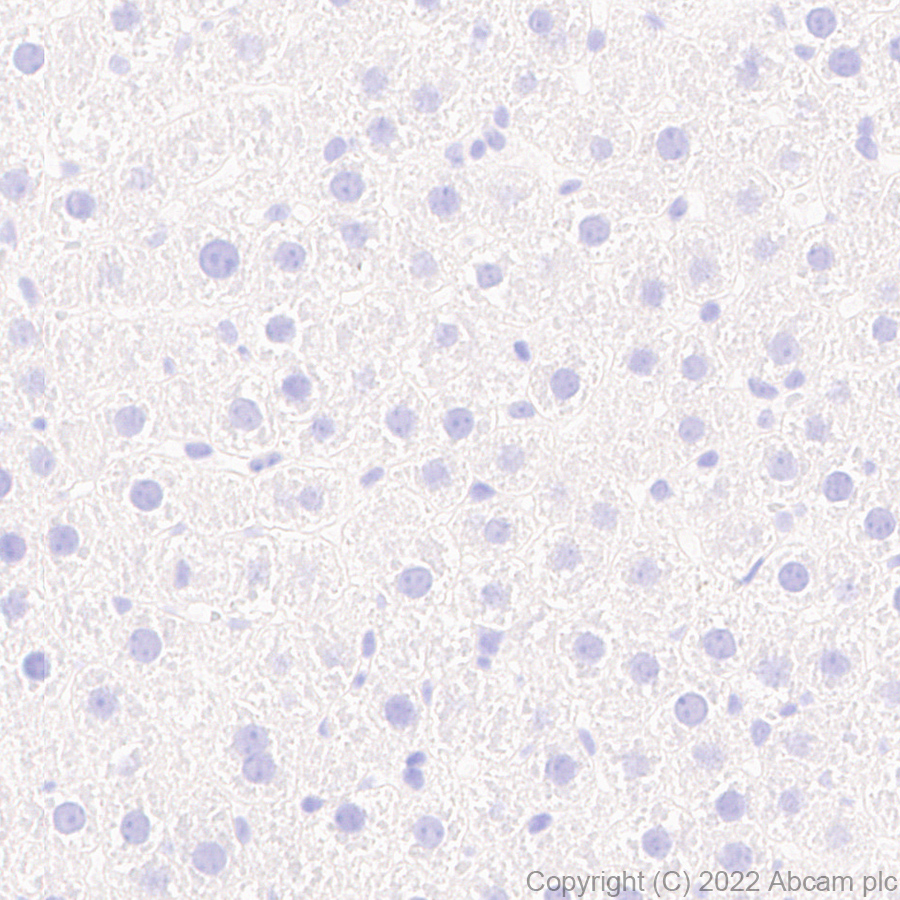 Immunohistochemistry (Formalin/PFA-fixed paraffin-embedded sections) - Anti-Mu Opioid Receptor antibody [EPR26293-61] (BSA and Azide free) (AB302513), expandable thumbnail