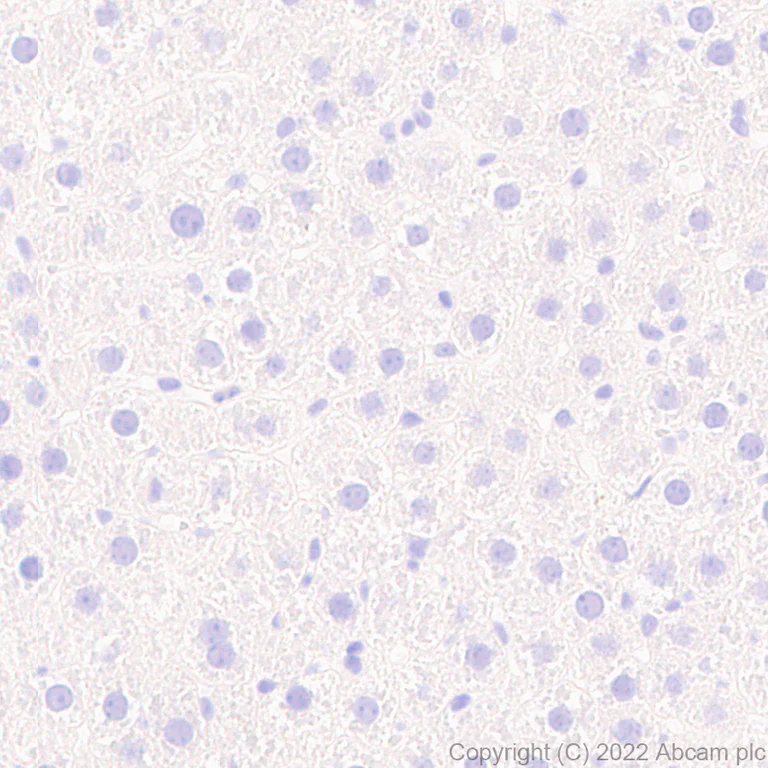Immunohistochemistry (Formalin/PFA-fixed paraffin-embedded sections) - Anti-Mu Opioid Receptor antibody [EPR26293-61] (BSA and Azide free) (AB302513)