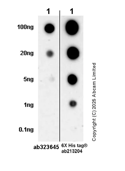 Dot Blot - Anti-Mu Opioid Receptor antibody [EPR29112-126] (AB323645)