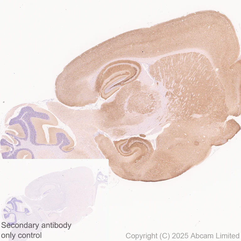 Immunohistochemistry (Formalin/PFA-fixed paraffin-embedded sections) - Anti-Mu Opioid Receptor antibody [EPR29112-126] (AB323645)