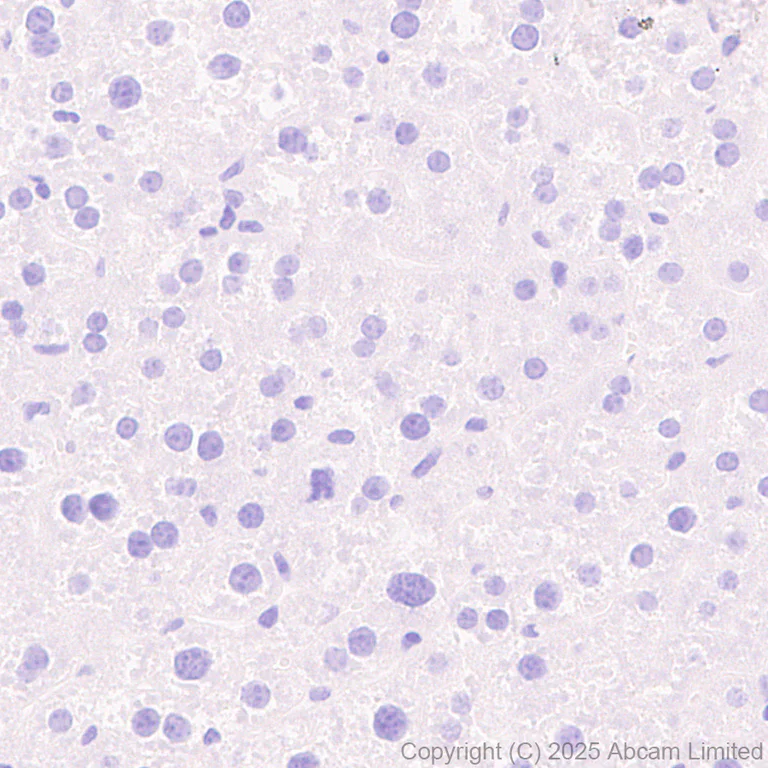 Immunohistochemistry (Formalin/PFA-fixed paraffin-embedded sections) - Anti-Mu Opioid Receptor antibody [EPR29112-126] (AB323645)