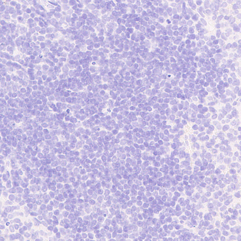 Immunohistochemistry (Formalin/PFA-fixed paraffin-embedded sections) - Anti-Mu Opioid Receptor antibody [EPR29112-126] (AB323645)