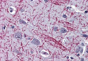 Immunohistochemistry (Formalin/PFA-fixed paraffin-embedded sections) - Anti-Mu Opioid Receptor antibody - N-terminal (AB140911)