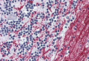 Immunohistochemistry (Formalin/PFA-fixed paraffin-embedded sections) - Anti-Mu Opioid Receptor antibody - N-terminal (AB140911)