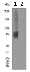 Western blot - Anti-Mu Opioid Receptor antibody [UMB3] - C-terminal (AB134054), expandable thumbnail