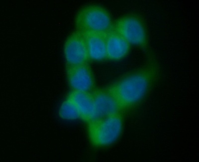Immunocytochemistry/ Immunofluorescence - Anti-MUC1 antibody [C595 (NCRC48)] (AB28081)