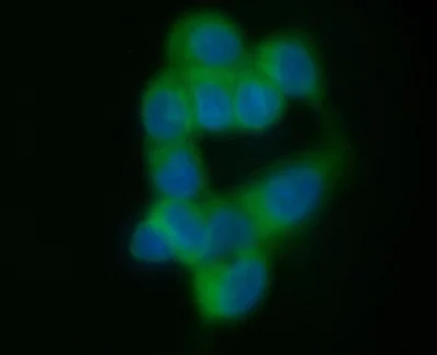 Immunocytochemistry/ Immunofluorescence - Anti-MUC1 antibody [C595 (NCRC48)] (AB28081)