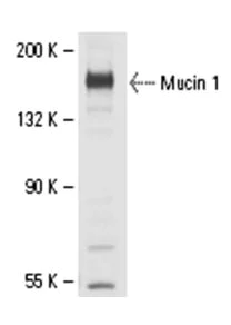 Western blot - Anti-MUC1 antibody [C595 (NCRC48)] (AB28081)