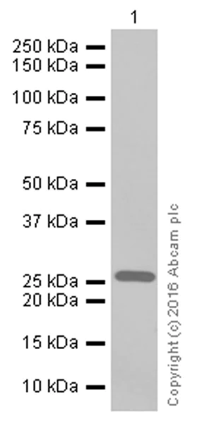 Western blot - Anti-MUC1 antibody [EP1024Y] (AB45167)