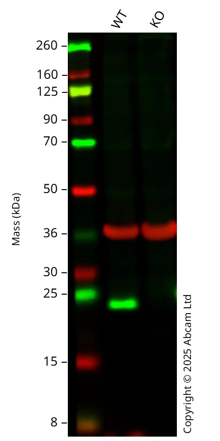 Western blot - Anti-MUC1 antibody [EP1024Y] (AB45167)