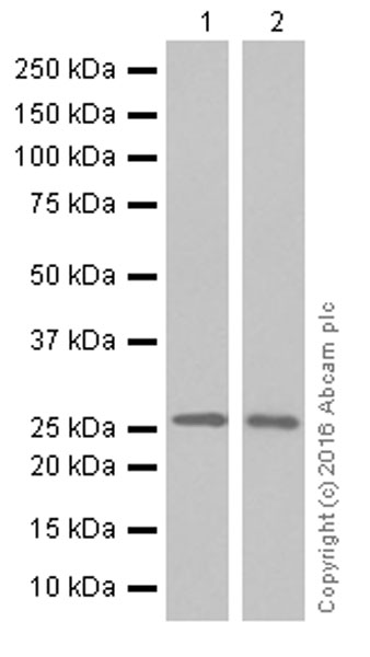 Western blot - Anti-MUC1 antibody [EP1024Y] - BSA and Azide free (AB256588)