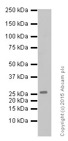 Western blot - Anti-MUC1 antibody [EP1024Y] - Low endotoxin, Azide free (AB218998)