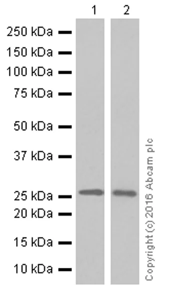 Western blot - Anti-MUC1 antibody [EP1024Y] - Low endotoxin, Azide free (AB218998)