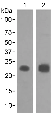 Western blot - Anti-MUC1 antibody [EPR1023] (AB109185)