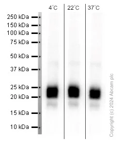 Western blot - Anti-MUC1 antibody [EPR1023] (AB109185)