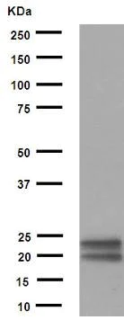 Western blot - Anti-MUC1 antibody [EPR1023] (AB109185)