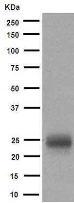 Western blot - Anti-MUC1 antibody [EPR1023] (AB109185), expandable thumbnail