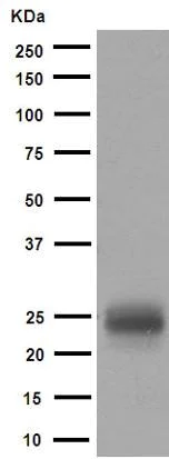Western blot - Anti-MUC1 antibody [EPR1023] (AB109185)