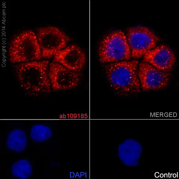 Immunocytochemistry/ Immunofluorescence - Anti-MUC1 antibody [EPR1023] - Low endotoxin, Azide free (AB194978)