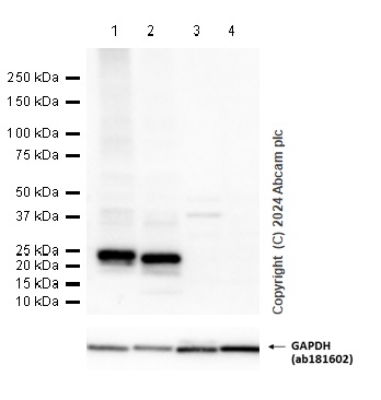 Western blot - Anti-MUC1 antibody [EPR1023] - Low endotoxin, Azide free (ab194978), expandable thumbnail