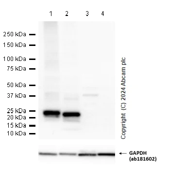 Western blot - Anti-MUC1 antibody [EPR1023] - Low endotoxin, Azide free (AB194978)