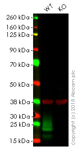 Western blot - Anti-MUC1 antibody [EPR1023] - Low endotoxin, Azide free (AB194978), expandable thumbnail