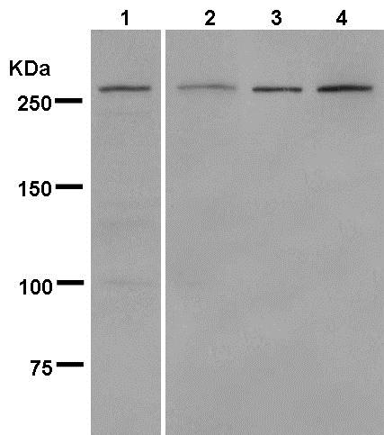Western blot - Anti-MUC1 antibody [EPR1025(2)] (AB181133), expandable thumbnail