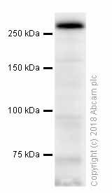 Western blot - Anti-MUC1 antibody [EPR1025(2)] (AB181133), expandable thumbnail